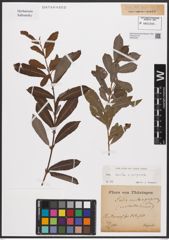 Foto von Salix aurita L. x Salix purpurea L.
